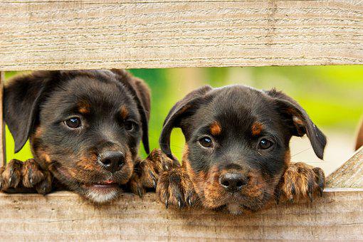 Pet Care